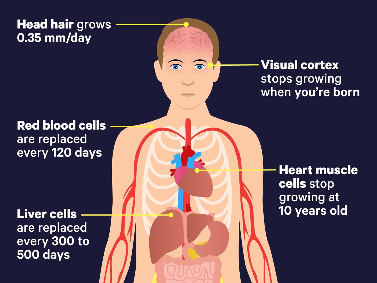 how-much-and-how-blood-is-renewed-in-men-healthy-food-near-me