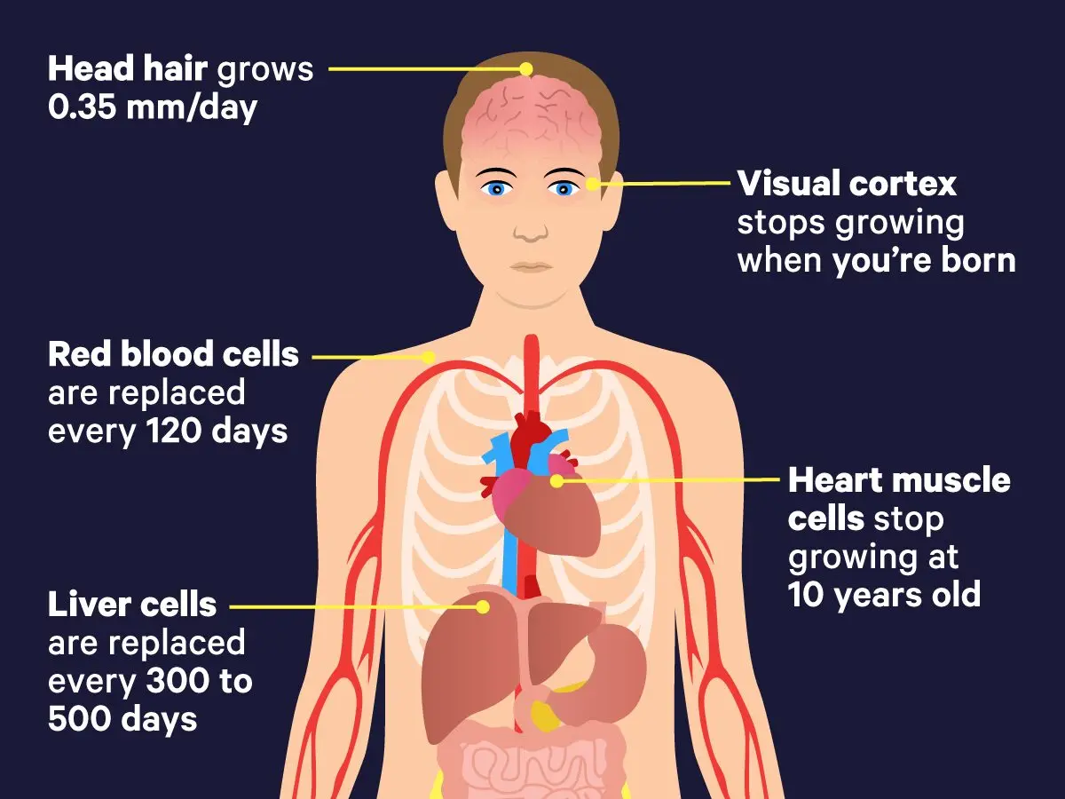 How much and how blood is renewed in men