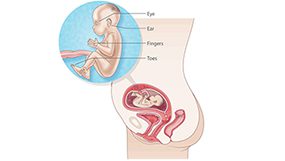 How often should the baby move: in the womb, 20 weeks, pregnancy