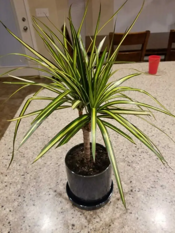 How often to water dracaena at home