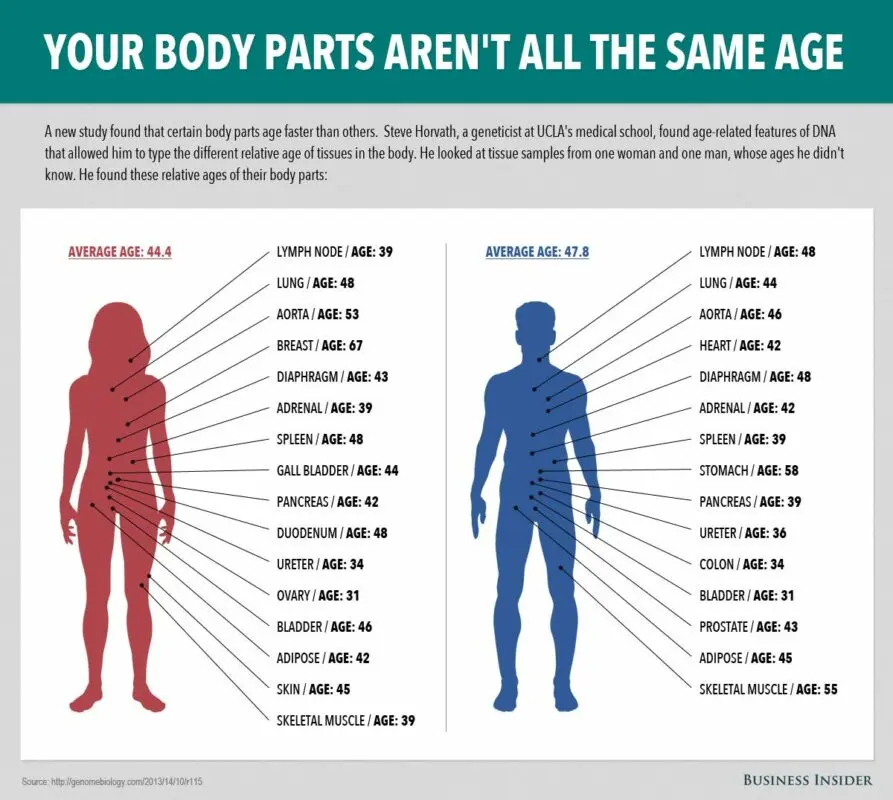 How the body of a person ages with age excerpt from the book by Cameron Diaz The book about longevity