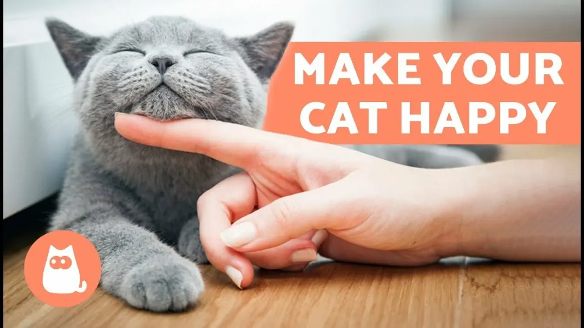 How to be happy with your cat