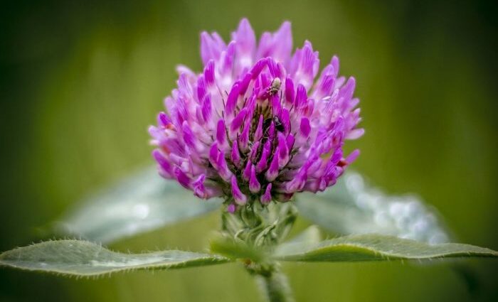 How to brew clover for blood vessels and cholesterol