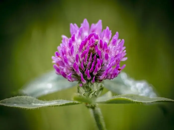 How to brew clover for blood vessels and cholesterol