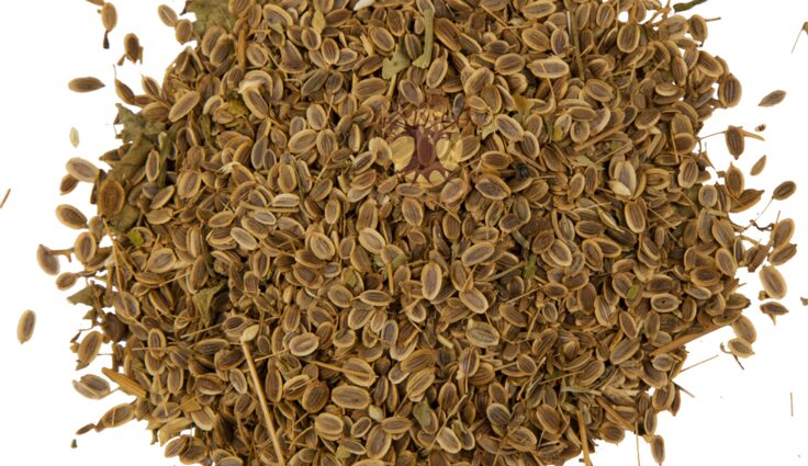 How to brew dill seeds for newborns, with cystitis, a nursing mother