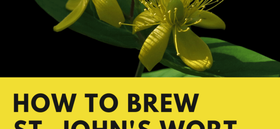 How to brew St. John&#8217;s wort, is it possible to brew St. John&#8217;s wort for children