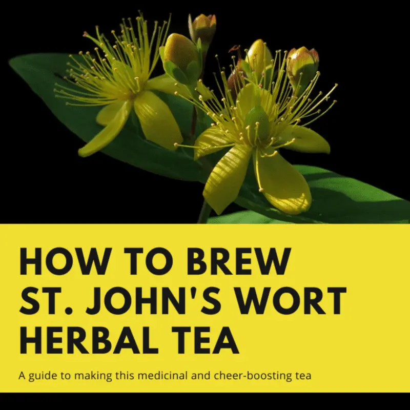 How to brew St. John&#8217;s wort, is it possible to brew St. John&#8217;s wort for children