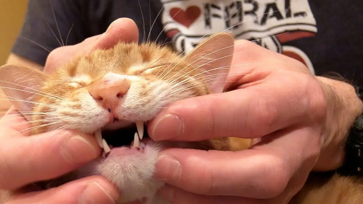 How to brush your cat&#8217;s teeth at home