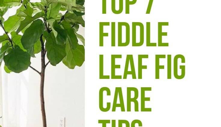 How to care for a fig tree