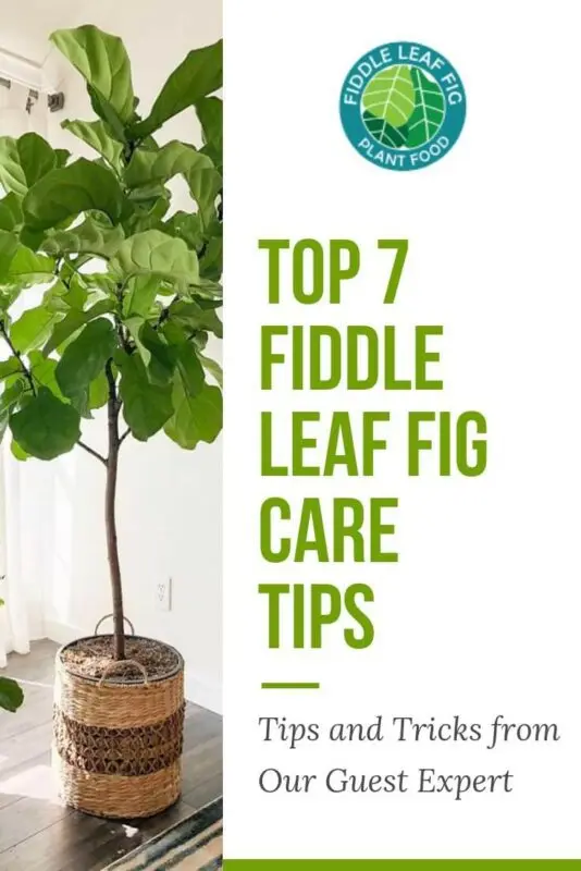 How to care for a fig tree