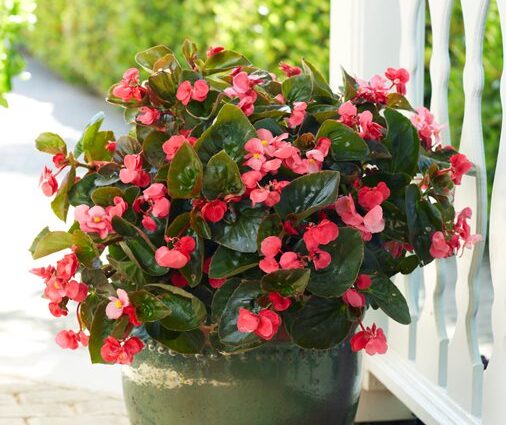 How to care for begonia