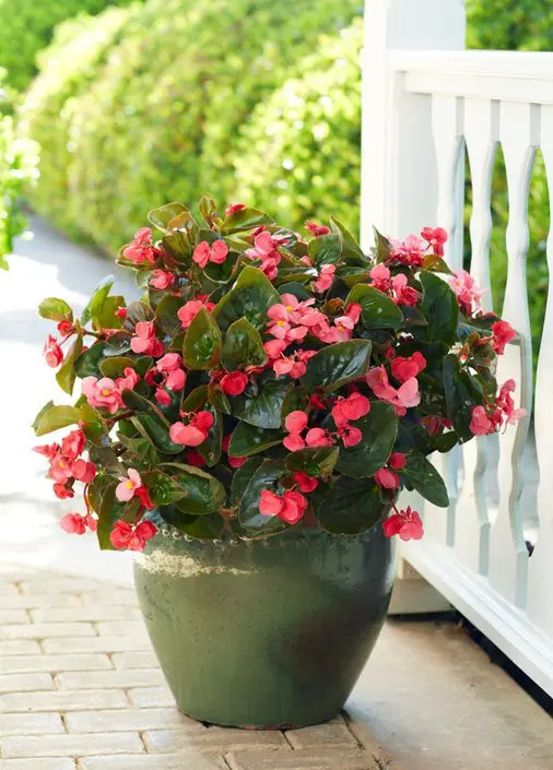 How to care for begonia