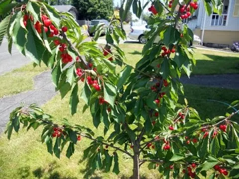 How to care for cherries: planting and pruning. Video