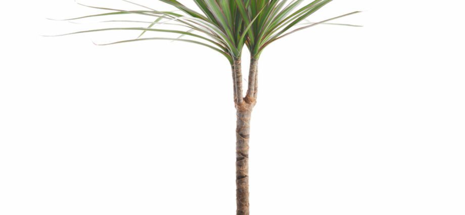 How to care for dracaena: in a pot