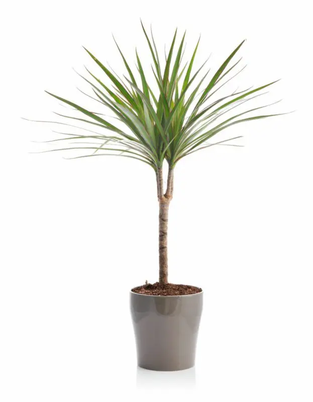 How to care for dracaena: in a pot