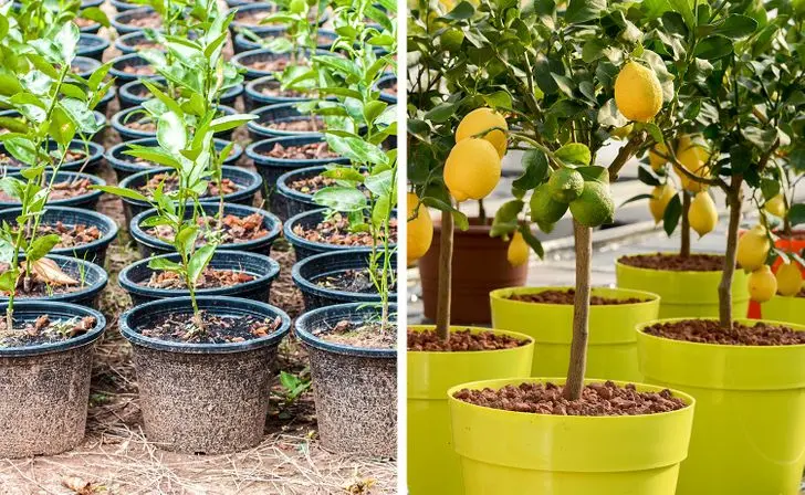 How to choose seedlings of fruit trees: tips