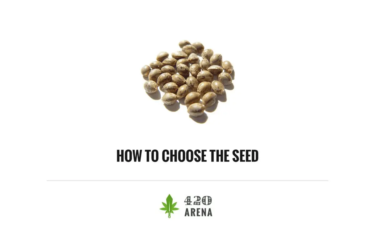 How to choose seeds