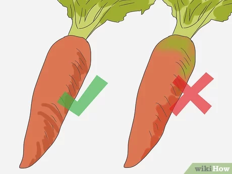 How to choose the right carrot?