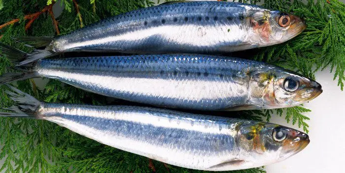 How to choose the right herring?