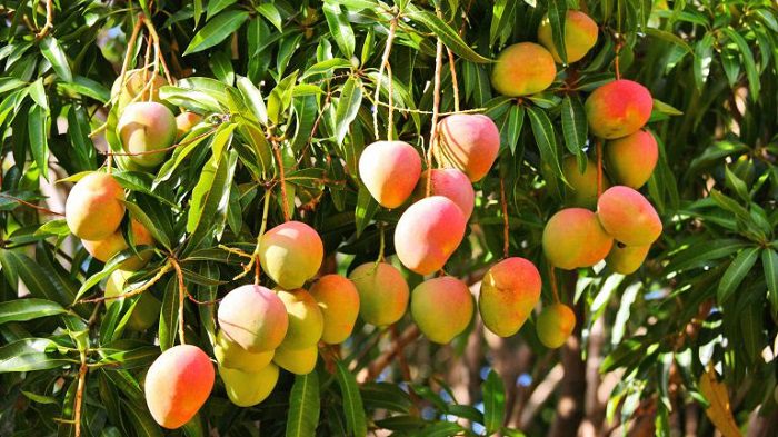 How to choose the right mango?