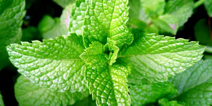 How to choose the right mint?