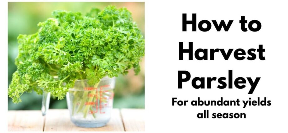 How to choose the right parsley?