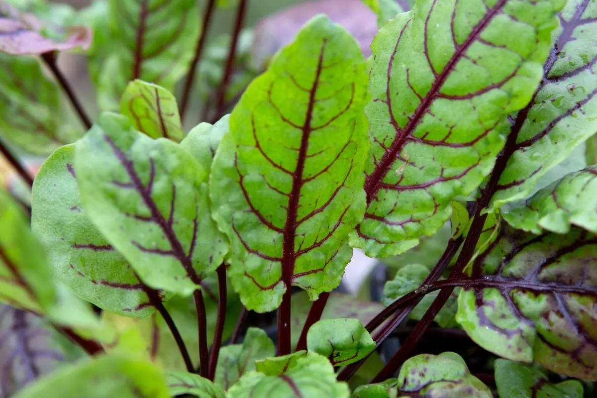 How to choose the right sorrel?