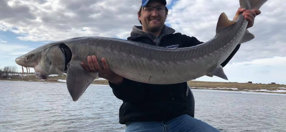 How to choose the right sturgeon?