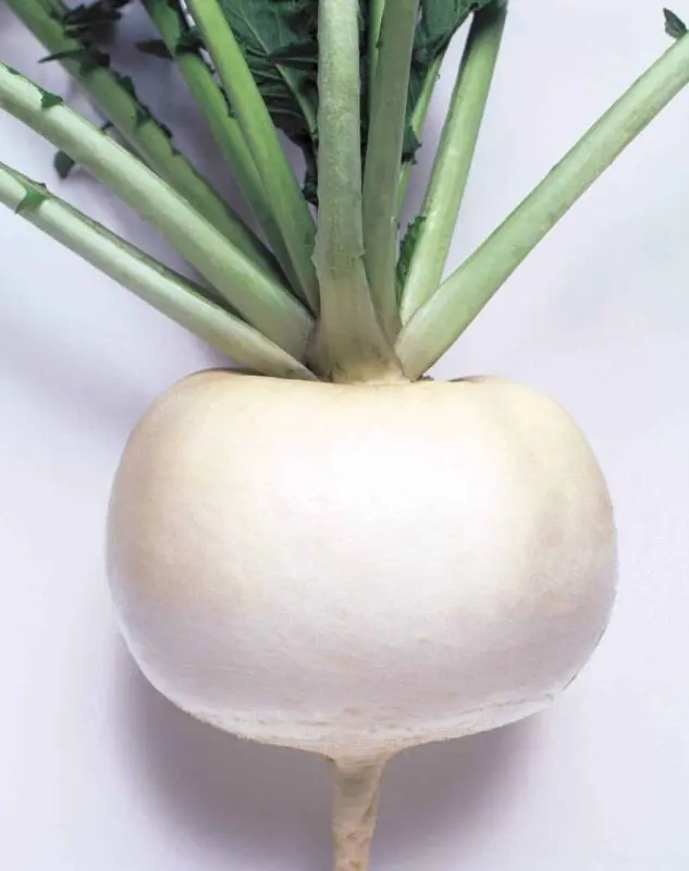 How to choose the right turnip?