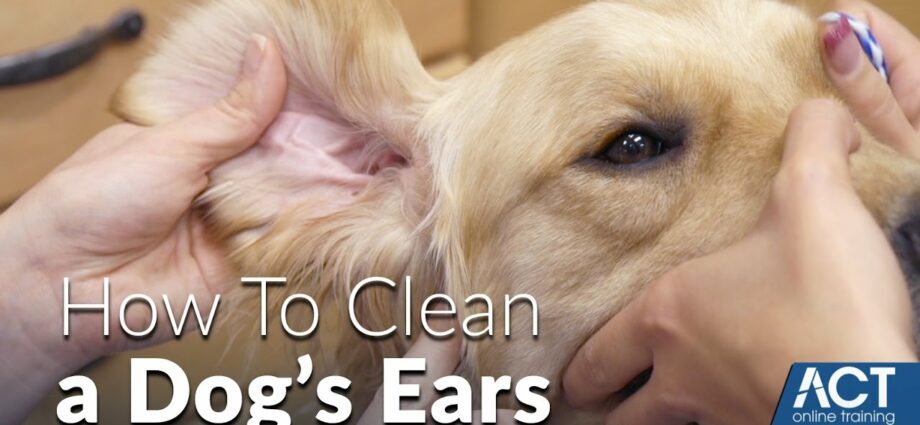 איך מנקים אוזניים של כלב בבית, וידאו