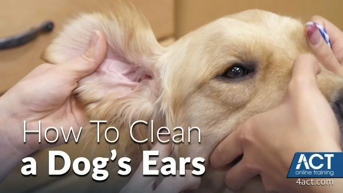 How to clean a dog&#8217;s ears at home, video