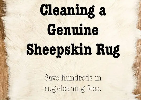 How to clean a sheep skin at home