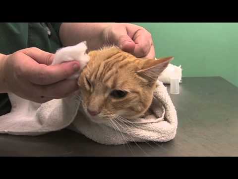 How to clean your cat&#8217;s ears properly at home