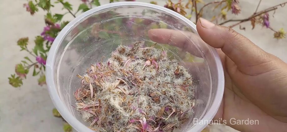 איך לאסוף זרעי אסטר לאיסוף בבית בסתיו: סרטון
