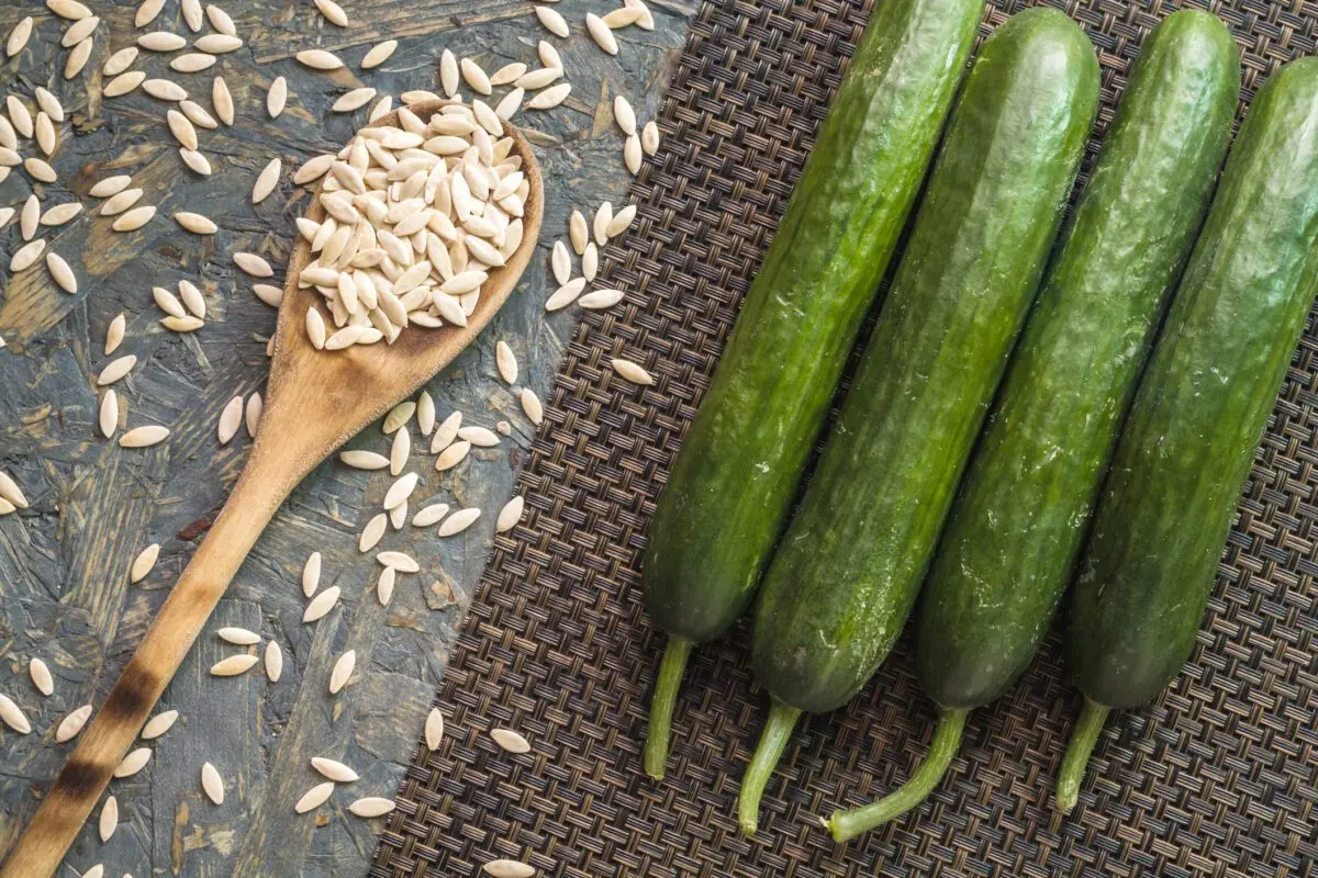 How to collect cucumber seeds for seedlings at home