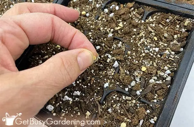 How to collect pepper seeds for seedlings at home