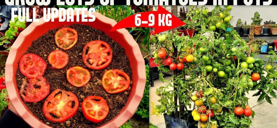 Evde fideler için domates tohumları nasıl toplanır
