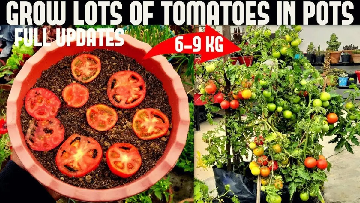 How to collect tomato seeds for seedlings at home