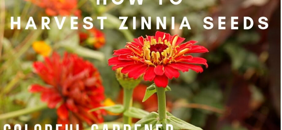 How to collect zinnia seeds from a flower at home, video