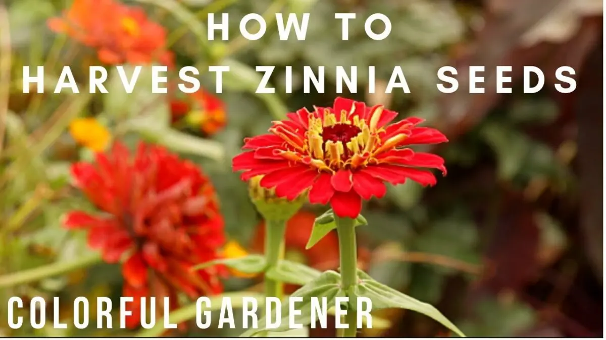 How to collect zinnia seeds from a flower at home, video