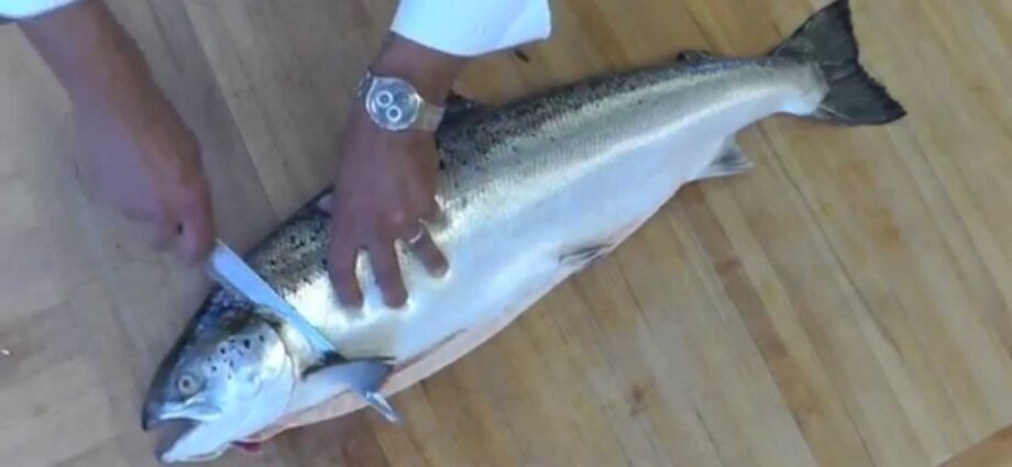 How to cook coho fish. Video