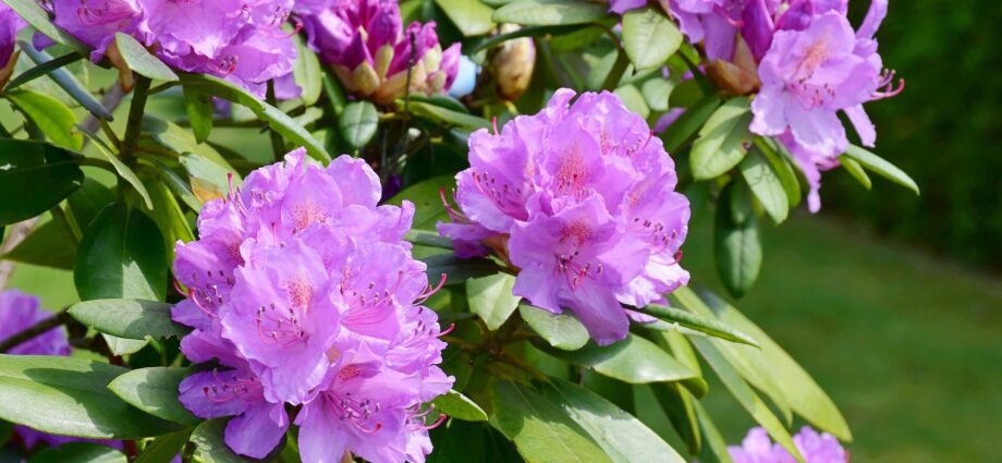 Deciduous rhododendron: photo, planting and care