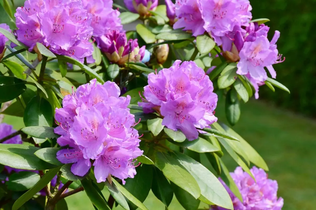 Deciduous rhododendron: photo, planting and care