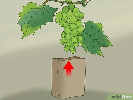 How to cover grapes