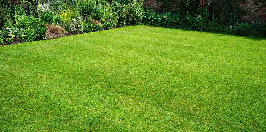 How to create the perfect lawn in the country and not spend too much