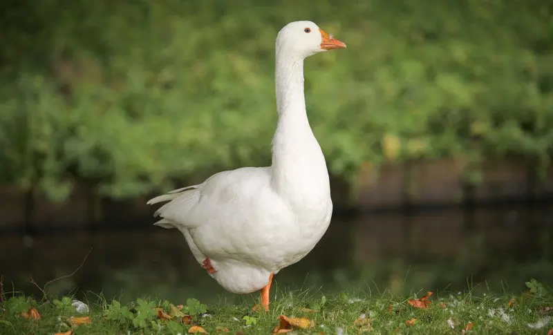 How to cut a goose properly