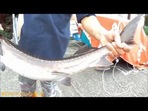 How to cut a sturgeon correctly, at home, step by step