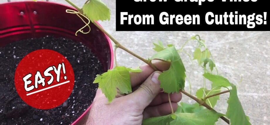 Hogyan vágjunk szőlővágást az ősszel történő ültetéshez, videó