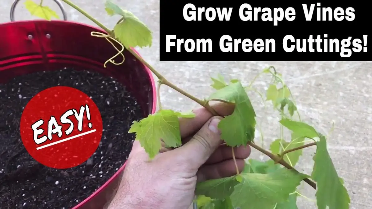 How to cut grape cuttings for planting in the fall, video