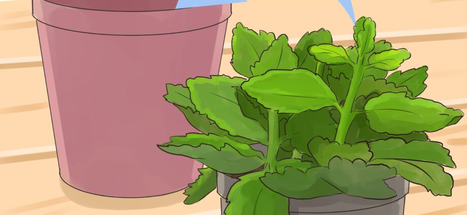 How to cut Kalanchoe at home